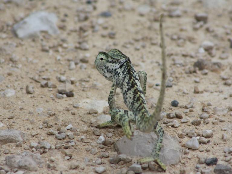 chameleon in Etosha